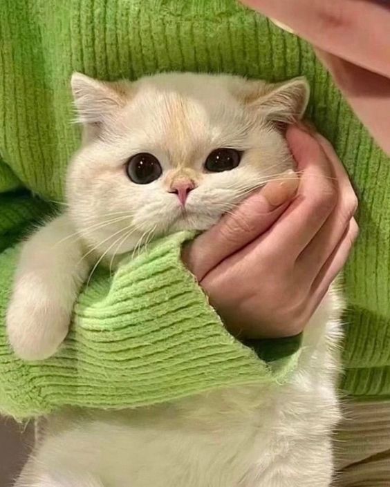 small kittens are cute tweet media