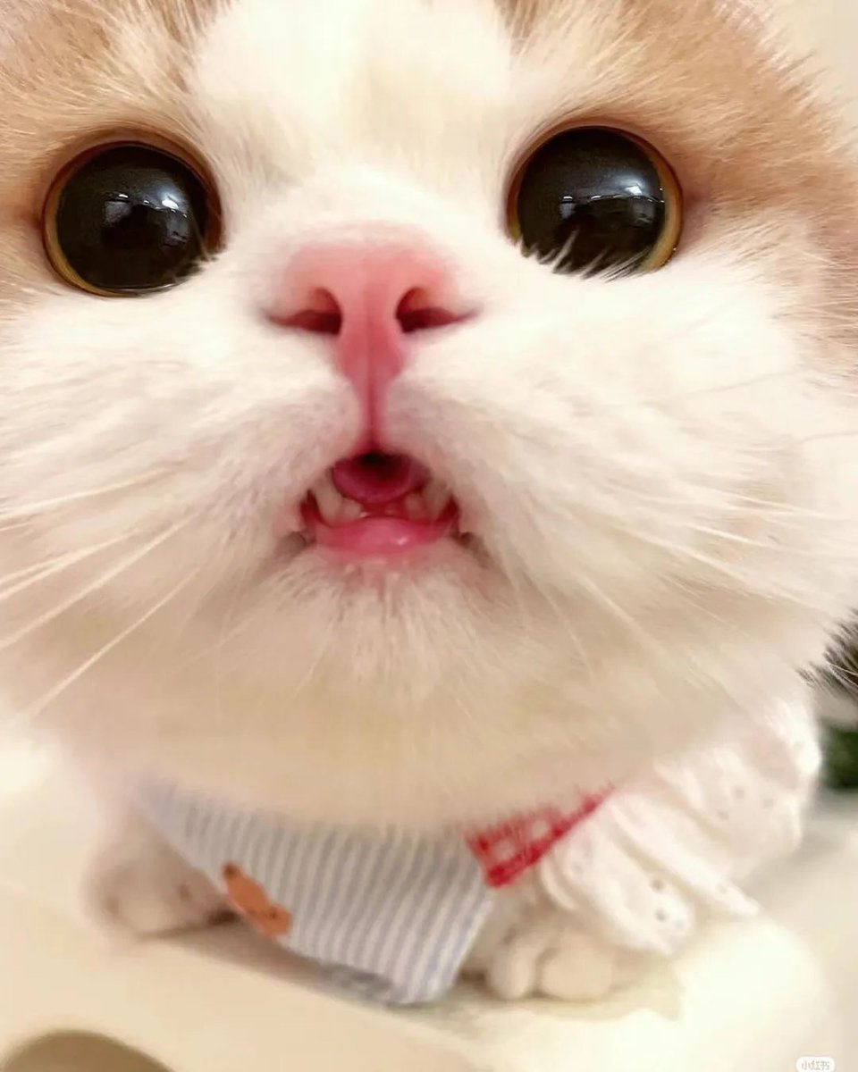 small kittens are cute (@smallcutekitten) on Twitter photo 