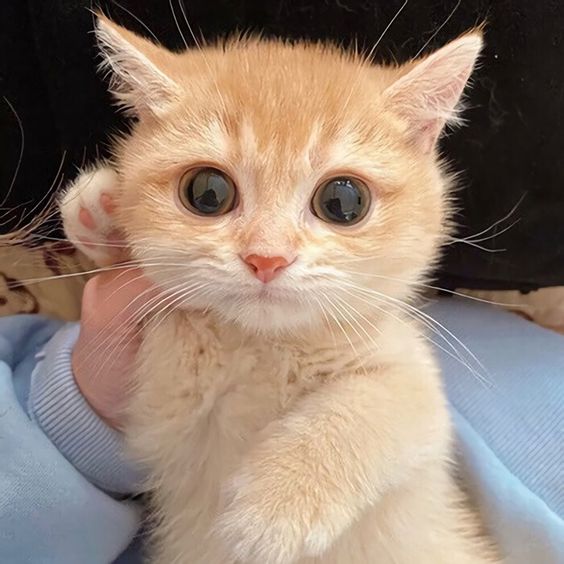 smallcutekitten's tweet image. 