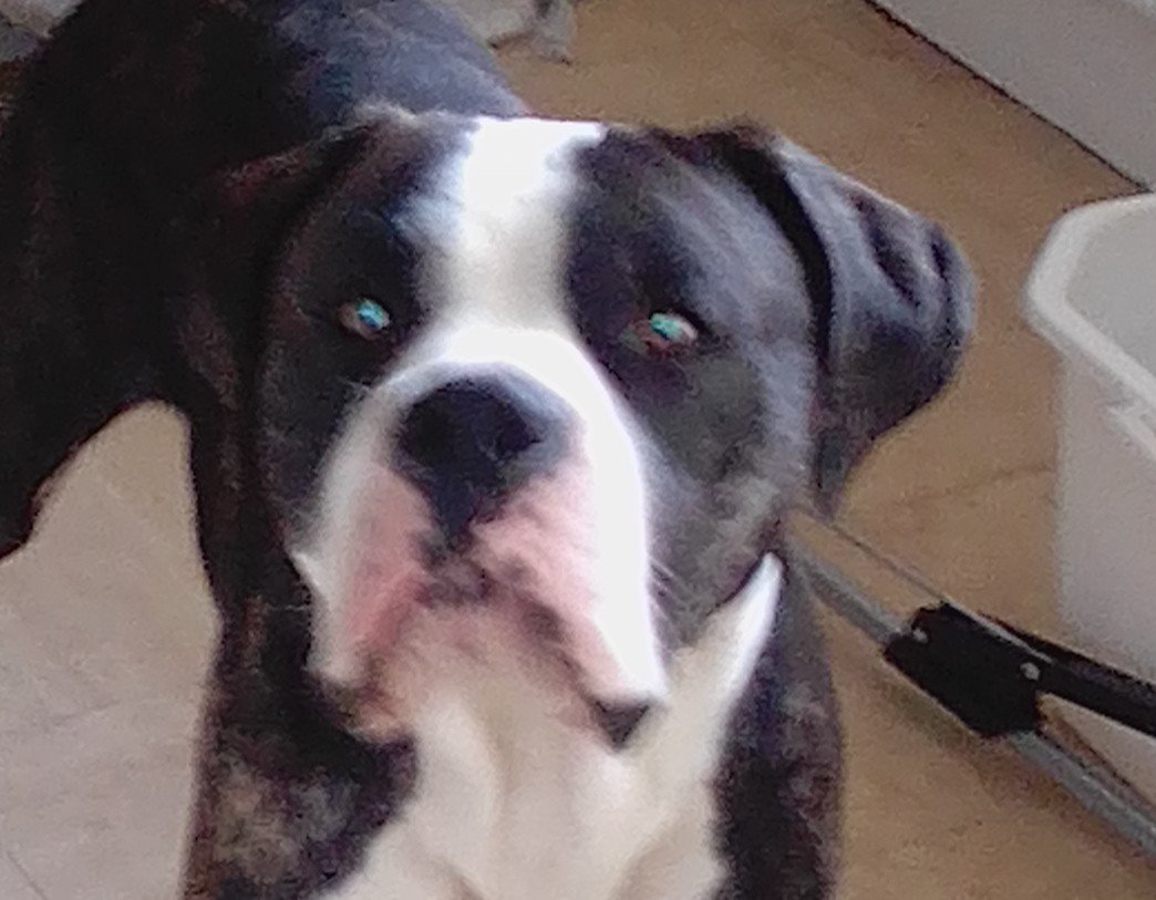 millypod1's tweet image. SORA &amp;amp; WOU BOTH HOME SAFE. 
THANKS FOR RT's😊🐕🐾 

🆘31 OCT 2025 #Lost MUM &amp;amp; SON #ScanMe
SORA : Elderly Mastiff cross Female
WOU: Elderly Mastiff cross Male
Corelli Road #Greenwich #London #SE3 #GreaterLondon 
doglost.co.uk/dog/200667 doglost.co.uk/dog/200668