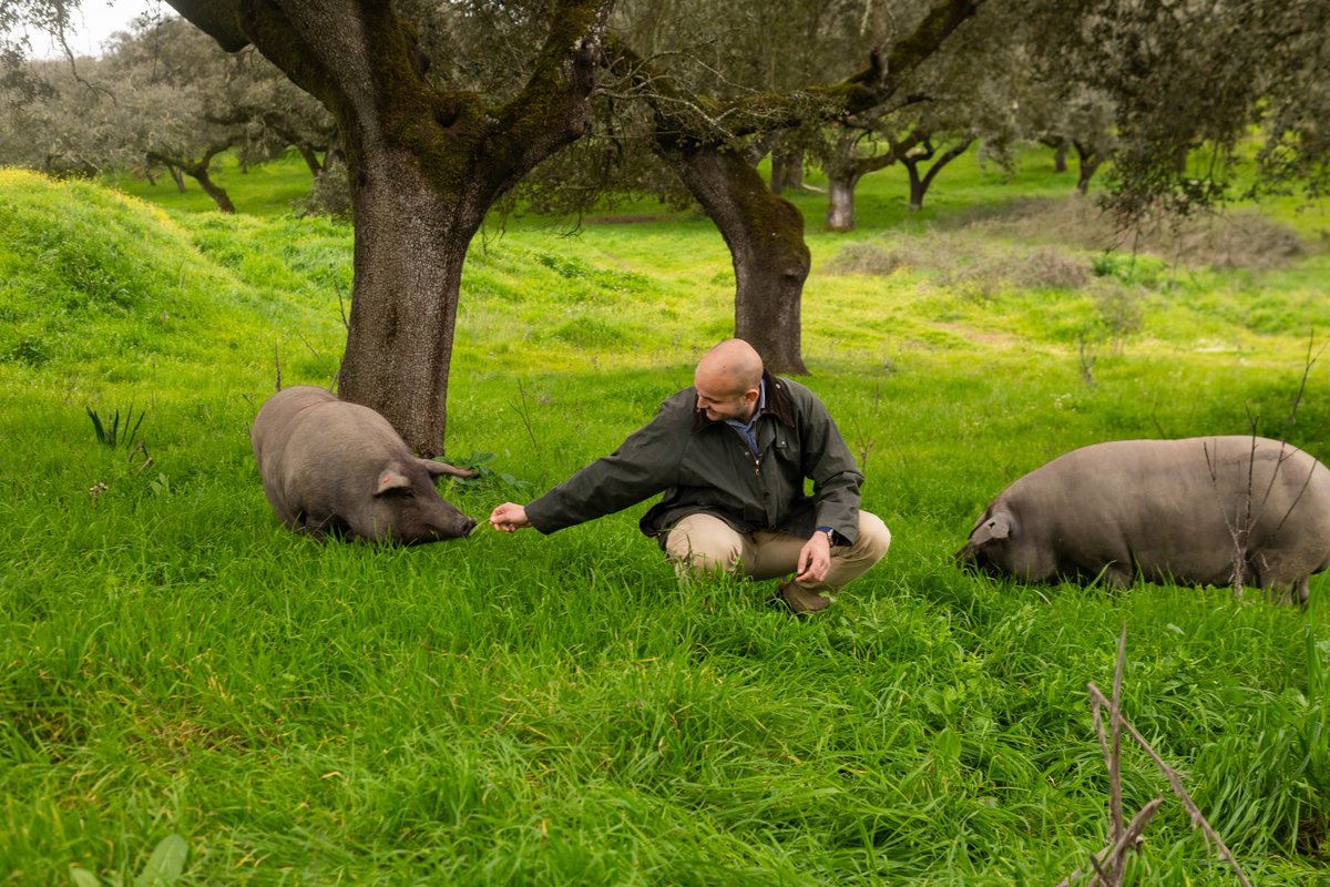 Es tiempo de #Montanera y me atrevo a decir que la disfruto casi más que los #happypigs 

#jamonjoselito #camporegenerativo