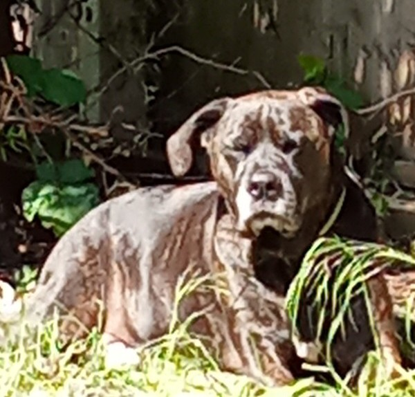 millypod1's tweet image. SORA &amp;amp; WOU BOTH HOME SAFE. 
THANKS FOR RT's😊🐕🐾 

🆘31 OCT 2025 #Lost MUM &amp;amp; SON #ScanMe
SORA : Elderly Mastiff cross Female
WOU: Elderly Mastiff cross Male
Corelli Road #Greenwich #London #SE3 #GreaterLondon 
doglost.co.uk/dog/200667 doglost.co.uk/dog/200668