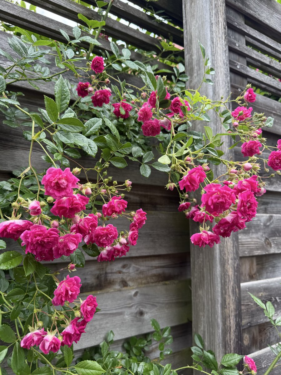 a gentle reminder of summer before we fully surrender to fall