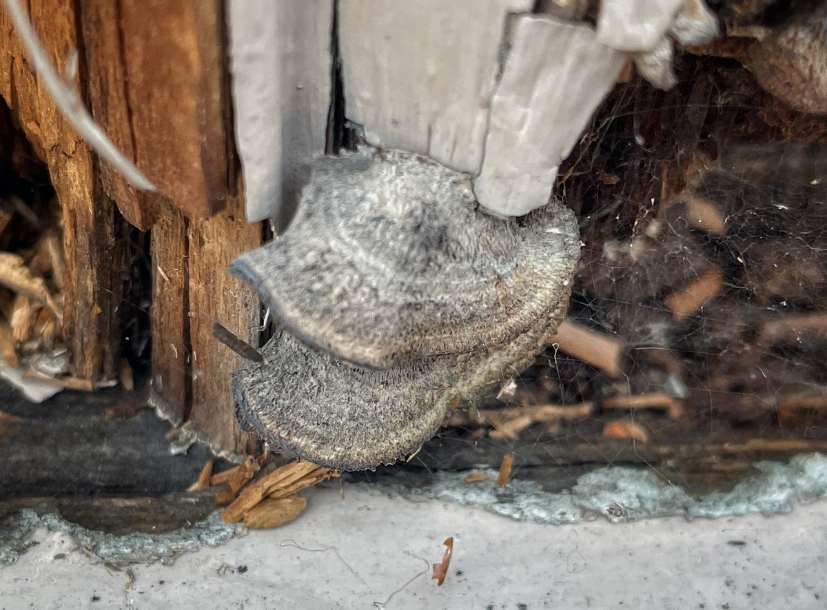 Four new (for me) fungi found in Suffolk in the last 2 days - Goldleaf Shield, Lion Shield, Sand Mushroom and Hairy Bracket. The last on a rotting window frame!