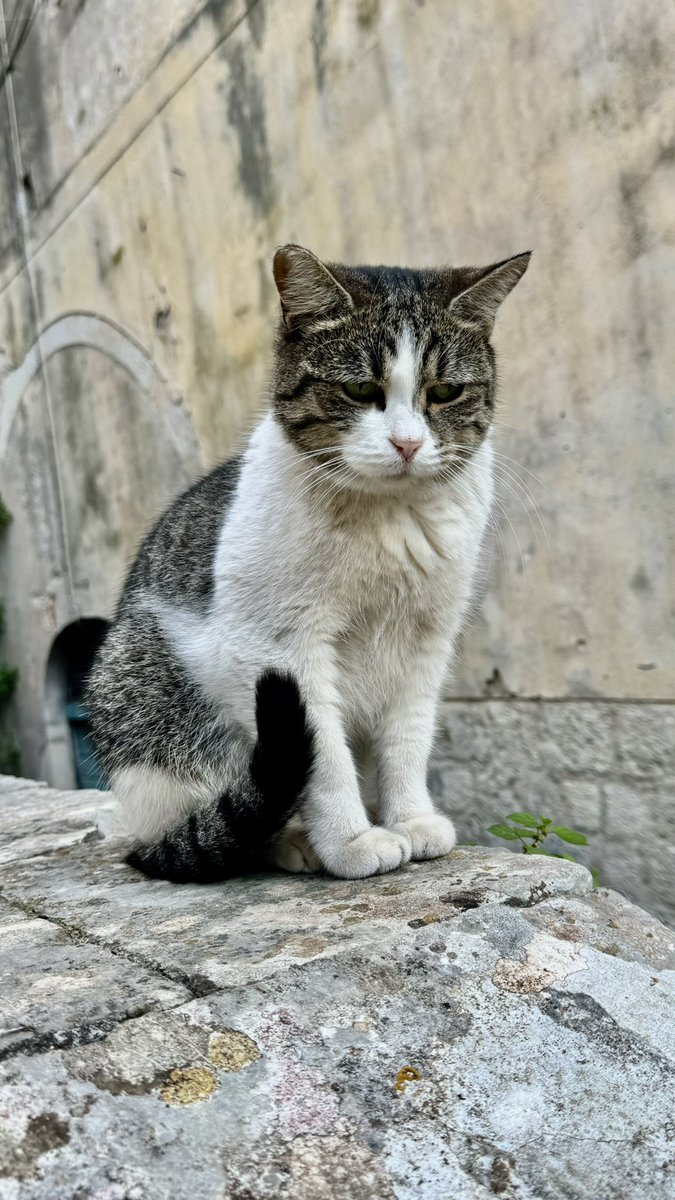 worldoftuba's tweet photo. @yapamazdik Gördüğüm en hüzünlü ve en üzgün kediler 🐱 #kotor https://t.co/I9gjmjfbAw