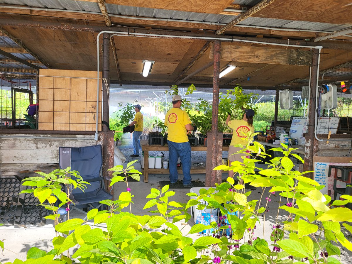 Our BTNEP Native Plant Nursery team is prepping for winter with some help from <a href="/Shell/">Shell</a> volunteers! Together, we sorted and prepped 5,000 American beautyberry plants destined for the Grand Bayou Ridge &amp; Marsh Restoration Project (BA-217). Want to volunteer? Email info@btnep.org