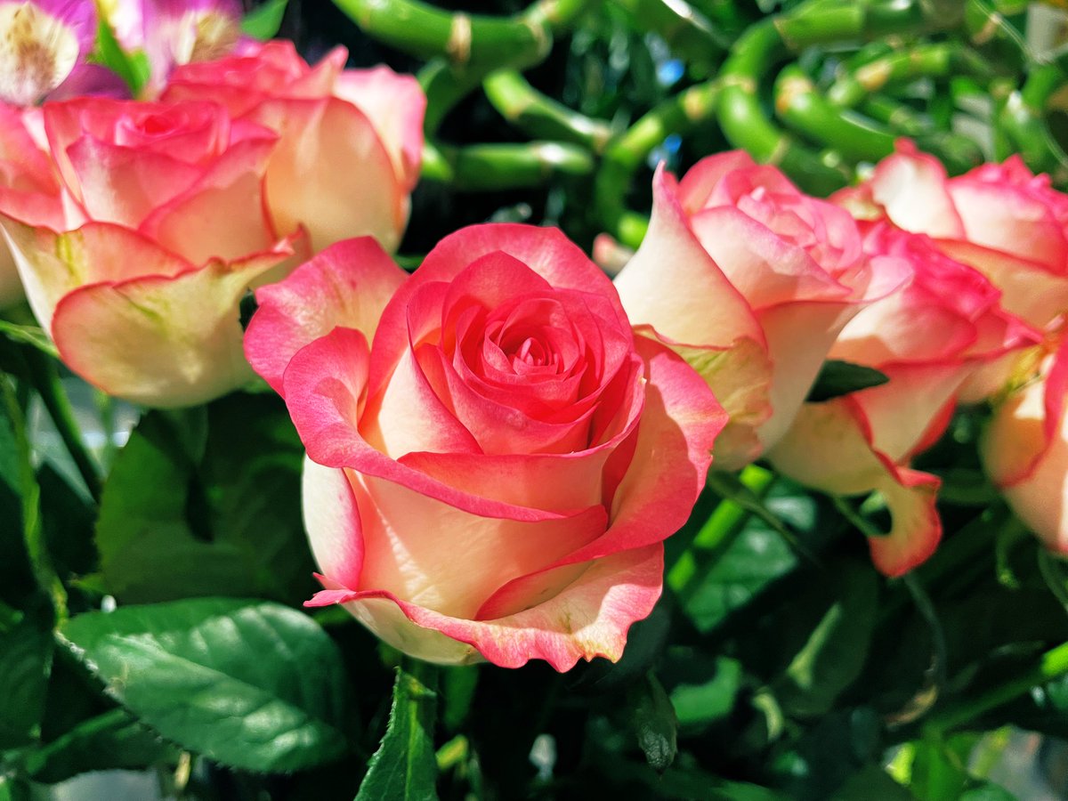 咲良 (@sakuranotabi) / Posts / X