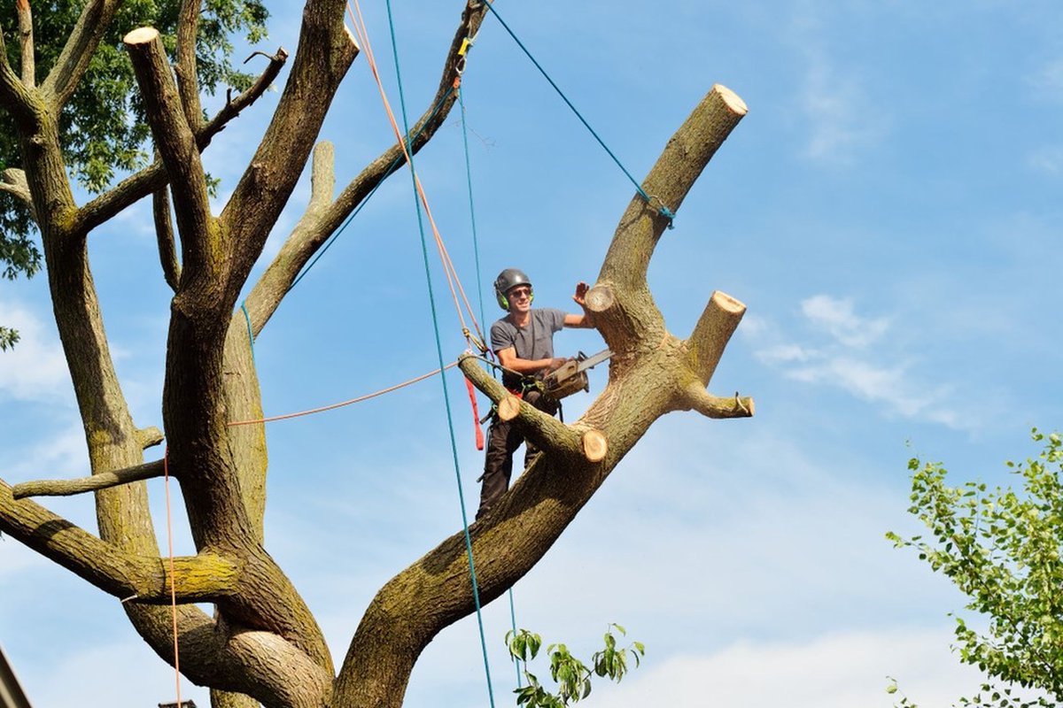 DavisSonsTree's tweet image. Keep your yard neat and your trees thriving with our tree trimming services. We carefully shape, prune, and maintain your trees to promote healthy growth. Book your trimming today!
#TreeTrimming
maplevalleytreeservices.com/tree-trimming