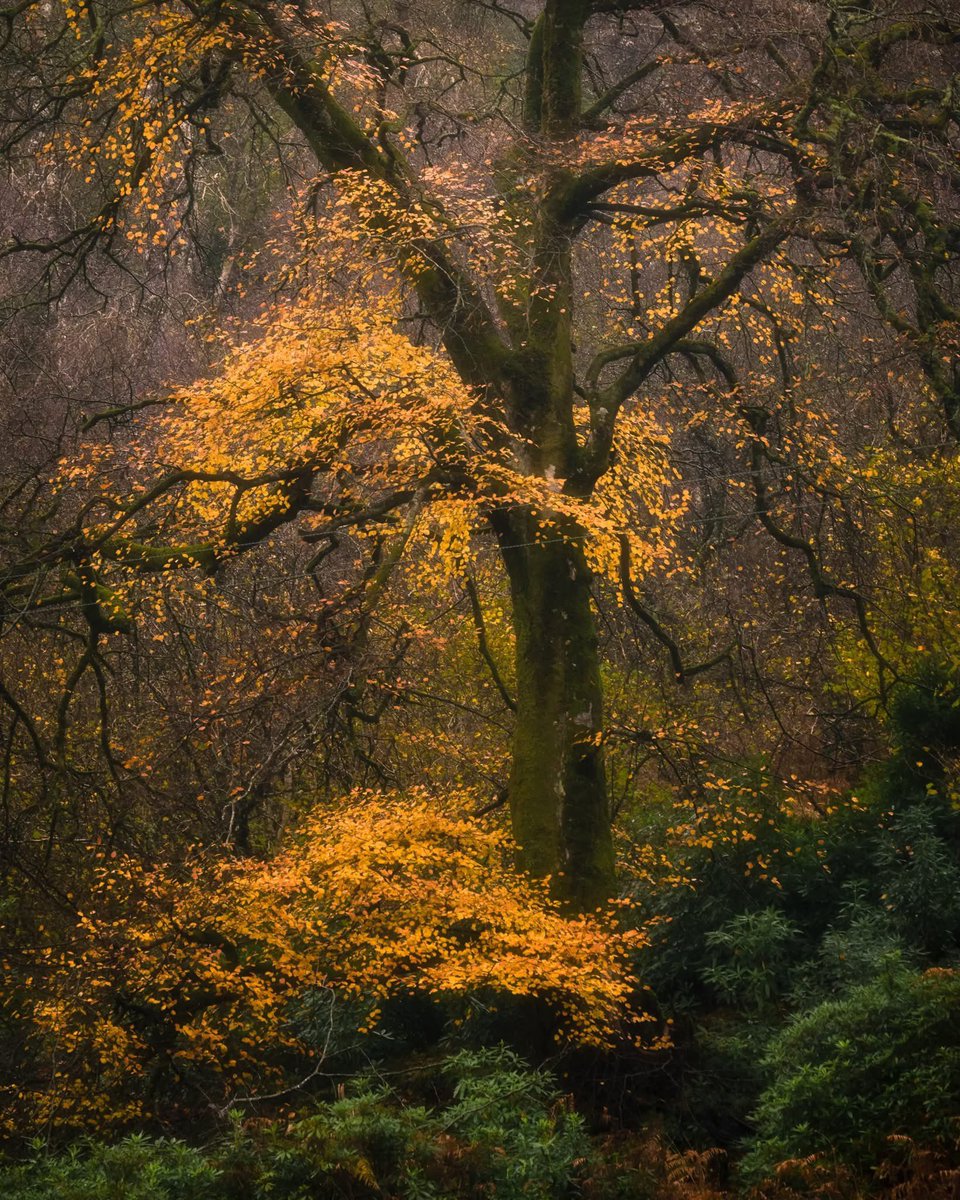 mark littlejohn tweet media