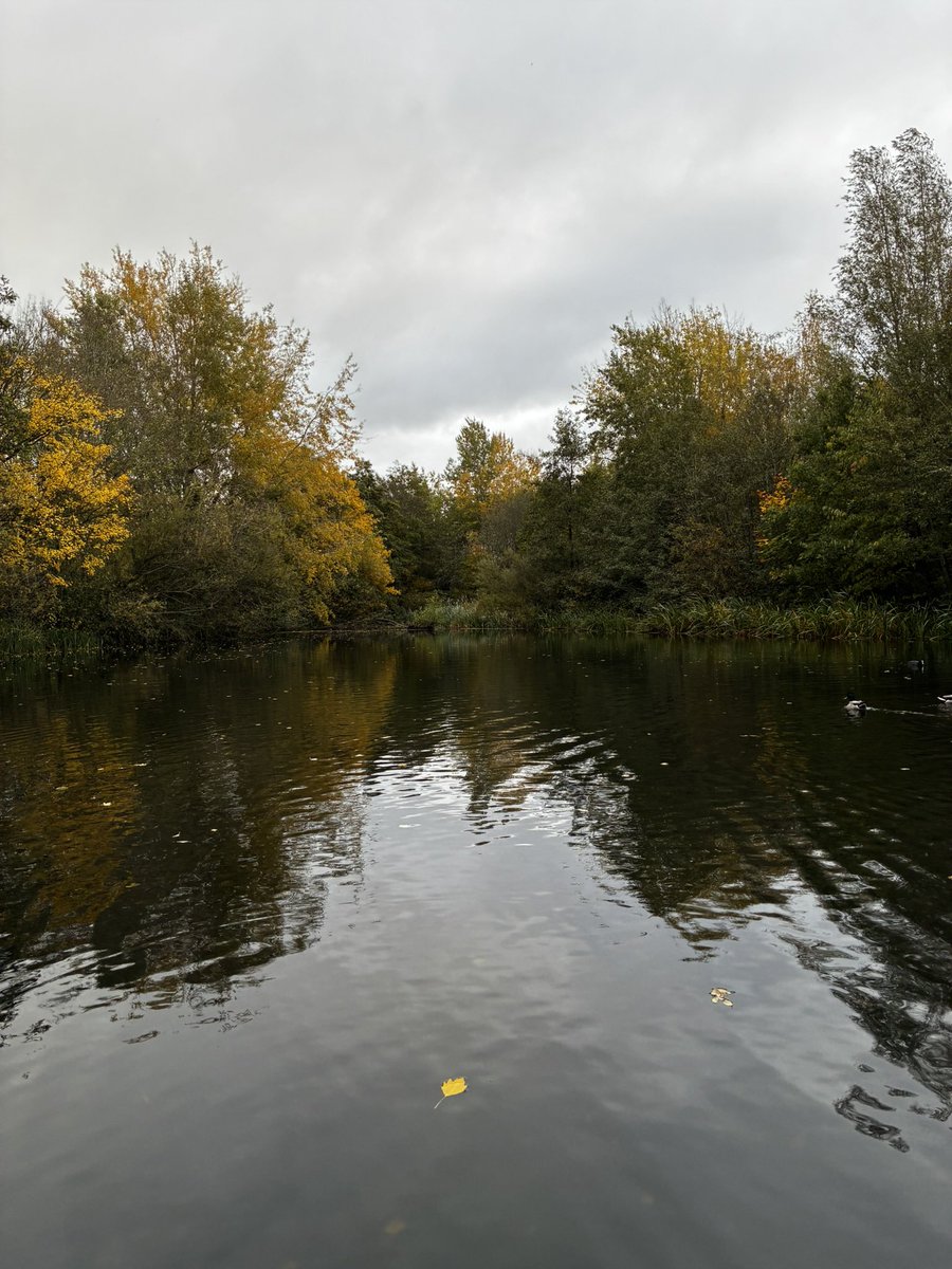 BrockwayVoila's tweet photo. Been remiss in sharing my visits to the pond. Here’s autumn so far.
The swans have relocated to a larger pond, the cootlings have grown & each one sports a white smudge on its face. After the green density of summer, the trees are baring their bones. #SamePlaceDifferentDay https://t.co/WXvBEbXrwX