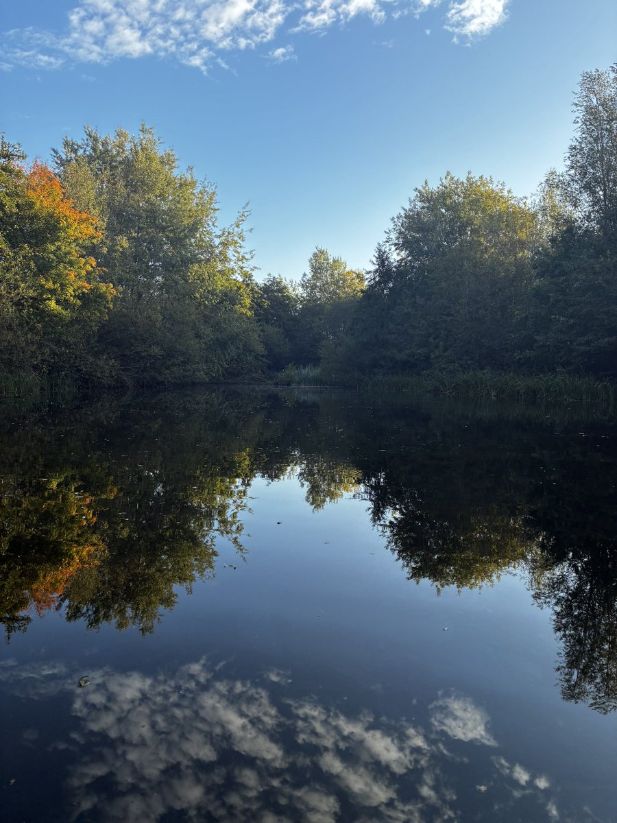 BrockwayVoila's tweet photo. Been remiss in sharing my visits to the pond. Here’s autumn so far.
The swans have relocated to a larger pond, the cootlings have grown & each one sports a white smudge on its face. After the green density of summer, the trees are baring their bones. #SamePlaceDifferentDay https://t.co/WXvBEbXrwX