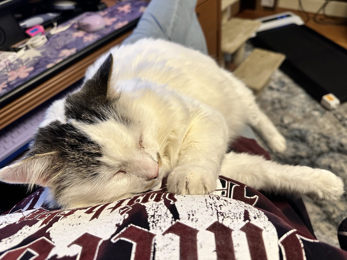 More of AIB Buzz and Fluffster just hanging out 
  <a href="/DinahLewisTayl1/">Dyna-isms</a> #CatsOfTwitter #Caturday #meow #purr #ittybittybuzz #adoptdontshop #lapcat #whiskerswednesday #kittens #catnap #buzz #KittenLove