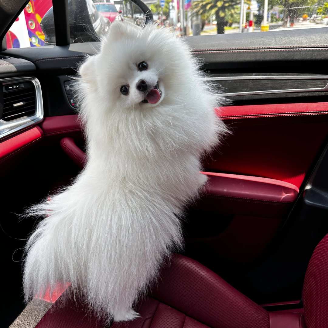 jayrdark's tweet image. Ready for the ride of my life, buckled up and looking fabulous!🐶🐾 #PawsAndDrive