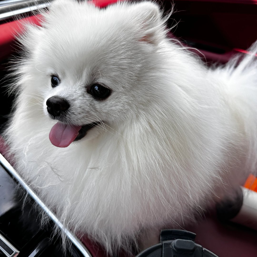 jayrdark's tweet image. Ready for the ride of my life, buckled up and looking fabulous!🐶🐾 #PawsAndDrive