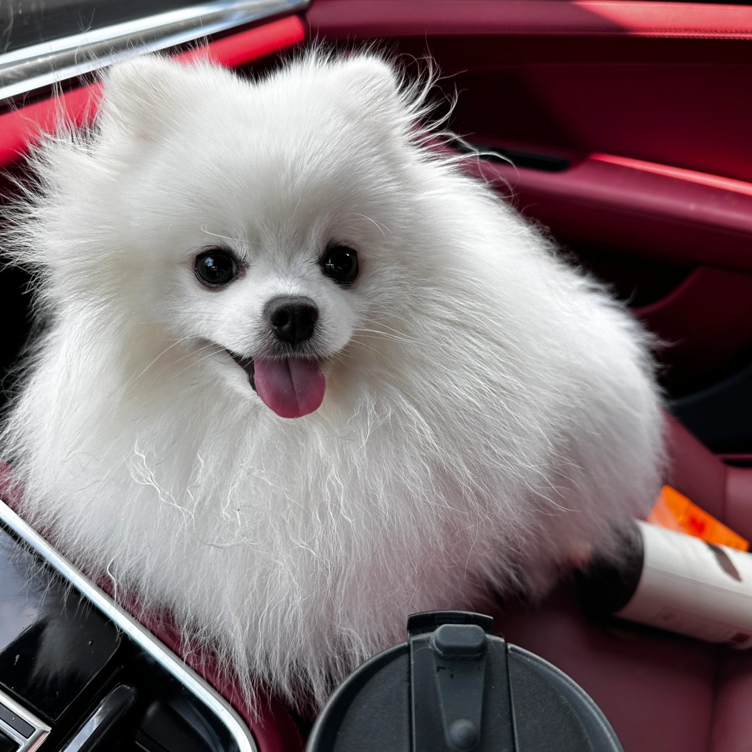 jayrdark's tweet image. Ready for the ride of my life, buckled up and looking fabulous!🐶🐾 #PawsAndDrive