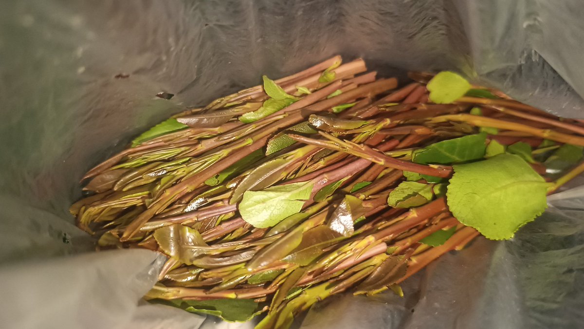 مين تحب تخزن وبدلعها😉🔥