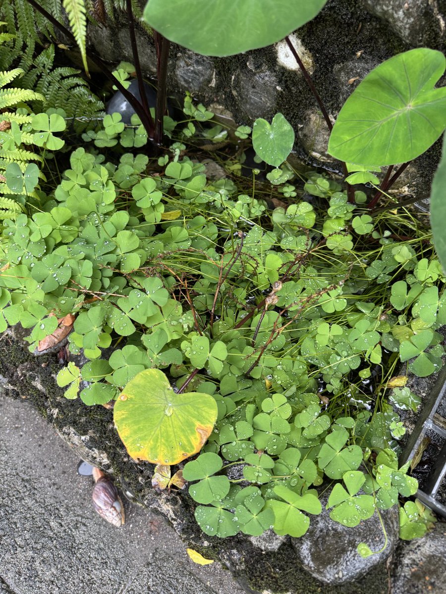 根をしっかり張れば、どんな嵐にも耐えられる。
自分の信念をしっかり持ち、どんな困難も乗り越えて行こう！
🌳💪