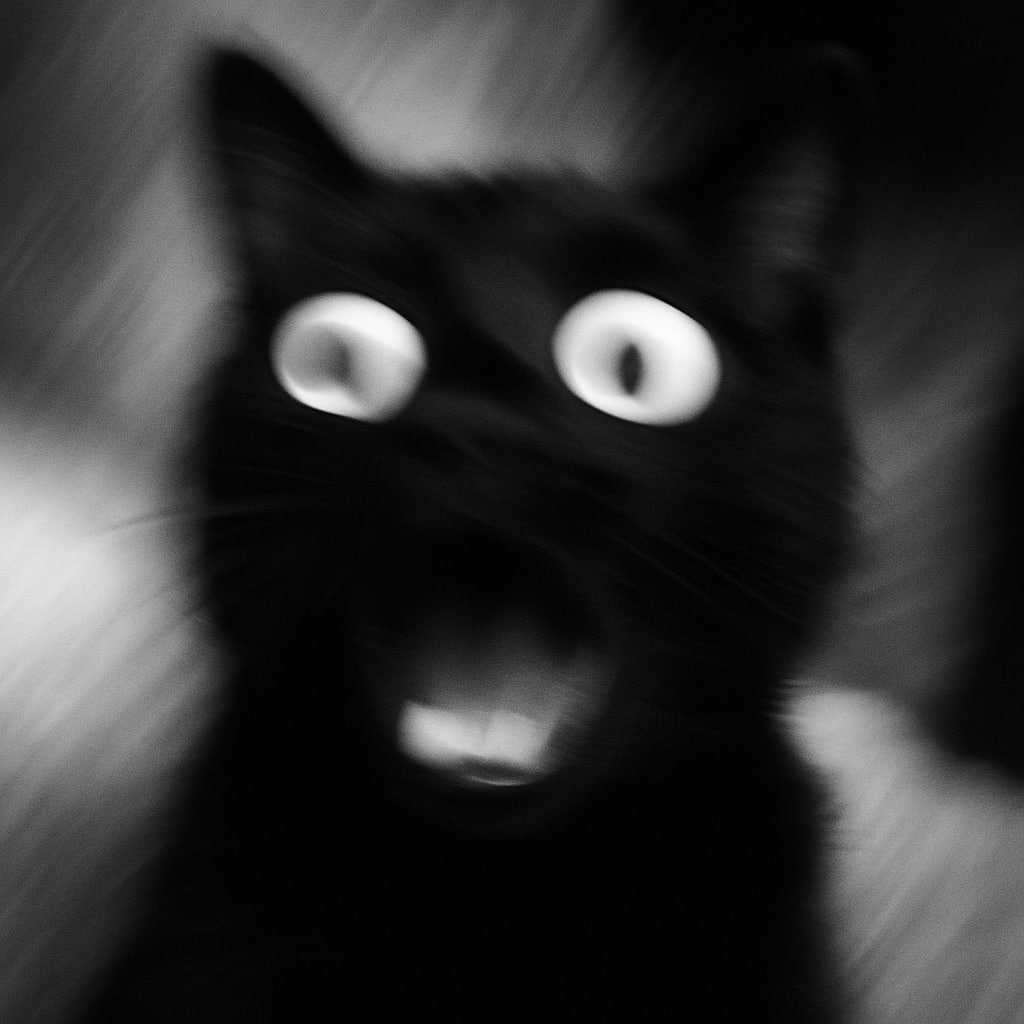 BLACKCAT tweet media