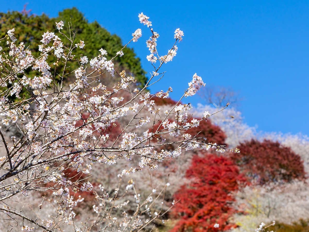 AichiNow_en's tweet photo. Cherry blossoms bloom in autumn during the #Obara area’s Shikizakura Four-Season Cherry Blossom Festival, 11/15–30🌸 https://t.co/72a3n0Pq4p And don’t miss Semmi Yakushiji Temple in Semmi Shikizakura no Sato Park💡 So many adventures await you in this autumn Obara! #AichiNow https://t.co/T5o0QwuQxL