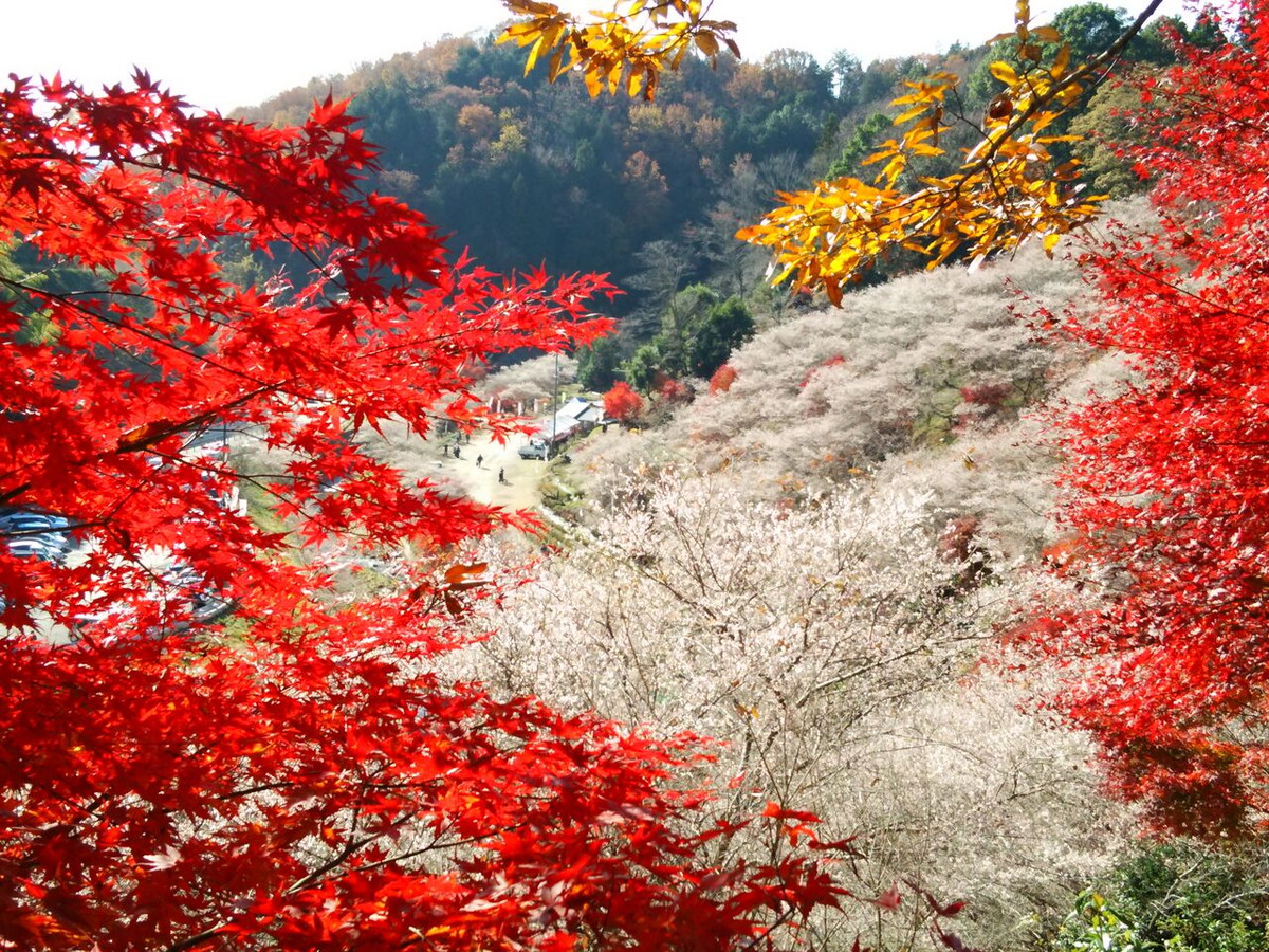 AichiNow_en's tweet photo. Cherry blossoms bloom in autumn during the #Obara area’s Shikizakura Four-Season Cherry Blossom Festival, 11/15–30🌸 https://t.co/72a3n0Pq4p And don’t miss Semmi Yakushiji Temple in Semmi Shikizakura no Sato Park💡 So many adventures await you in this autumn Obara! #AichiNow https://t.co/T5o0QwuQxL