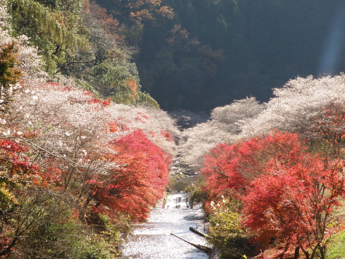 AichiNow_en's tweet photo. Cherry blossoms bloom in autumn during the #Obara area’s Shikizakura Four-Season Cherry Blossom Festival, 11/15–30🌸 https://t.co/72a3n0Pq4p And don’t miss Semmi Yakushiji Temple in Semmi Shikizakura no Sato Park💡 So many adventures await you in this autumn Obara! #AichiNow https://t.co/T5o0QwuQxL
