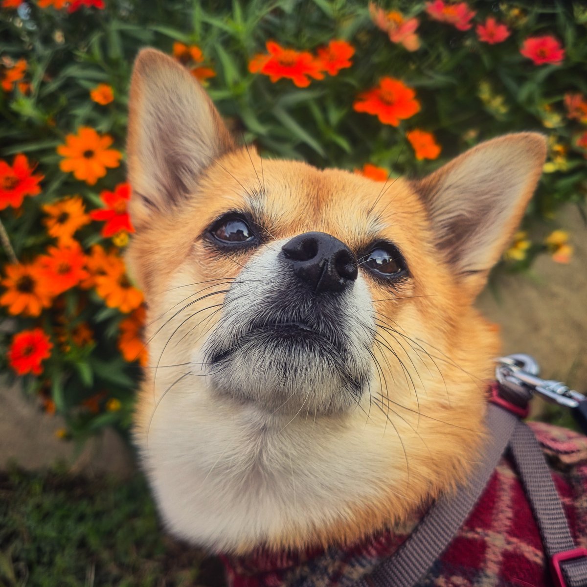 suzukazeR's tweet photo. 本日もウチのワンコは元気だ🐶

#犬のいる暮らし https://t.co/8cWaLTxm5J