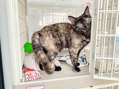 高円寺猫中毒@11/15・16デザフェス62(ブースI-326)南1階