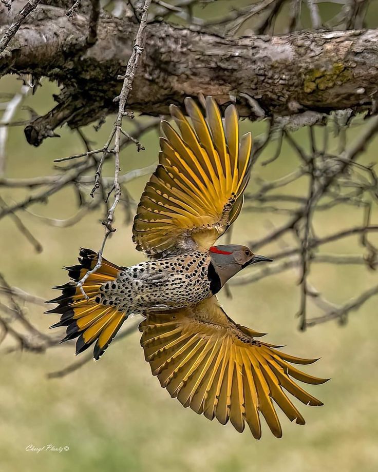 iamGi_O's tweet photo. Golden Wood Pecker . https://t.co/Y3ICMPObUv