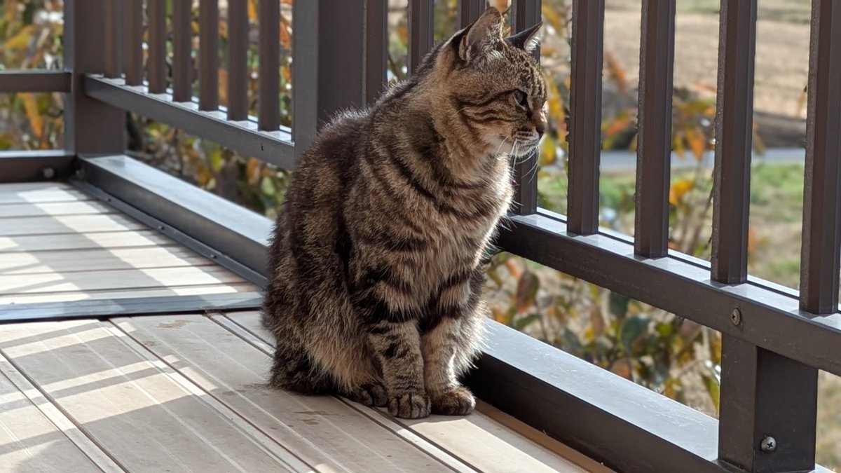 きじとら キジトラ (@kijitora2021) / Posts / X