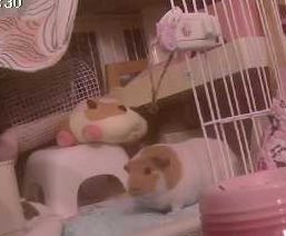 진짜 치밀하게 살쪄있음