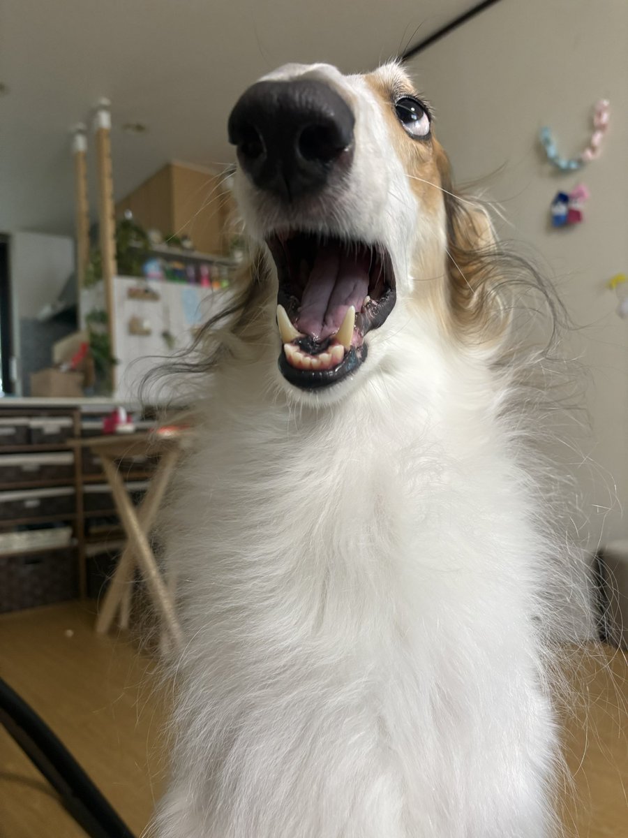 かわいい( ⸝⸝⸝⁼̴́◡︎⁼̴̀⸝⸝⸝)