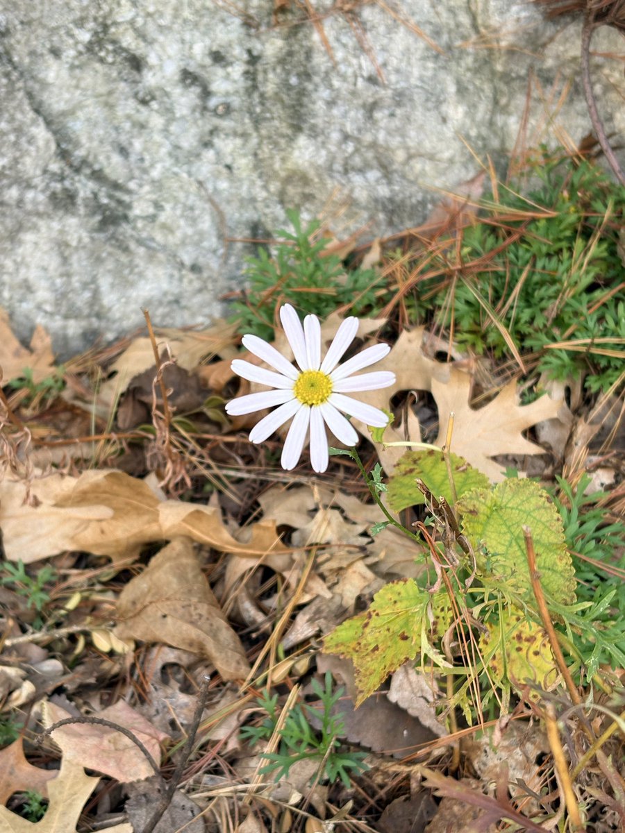 メガ반면교사ex tweet media