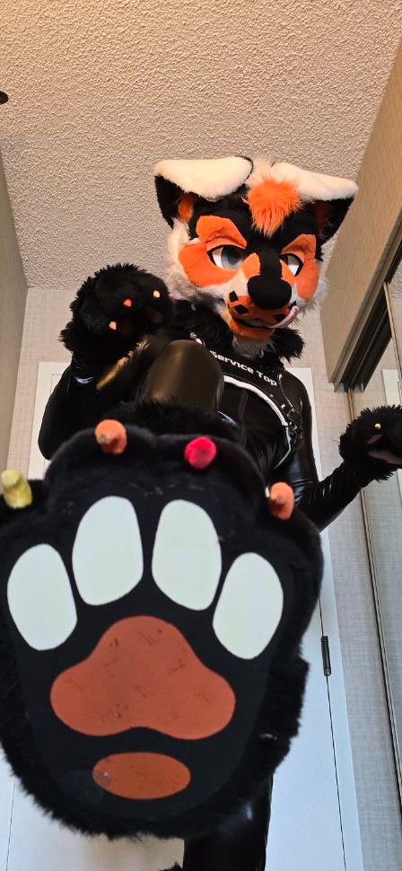 Frisky 🦨 Skuppy 🐶 ➡️ FE & AC tweet media