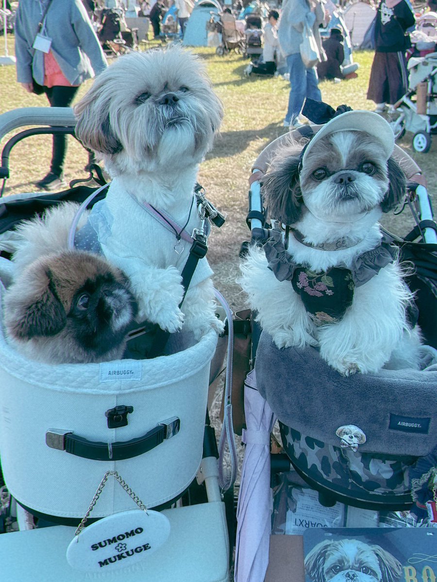 シーフェス・Xお友達編(終)🫶🏻
タケコプターが光ってた茶々丸くん
元気そうで安心したよ〜🥹
悲しみの山中湖で出会った
季ちゃん＆槿くんとの再会🇯🇵

#シーズー #shihtzu
#asknowas #asknowasdewan
＃シーズーフェスティバル
#シーズーフェス2025イーノの森