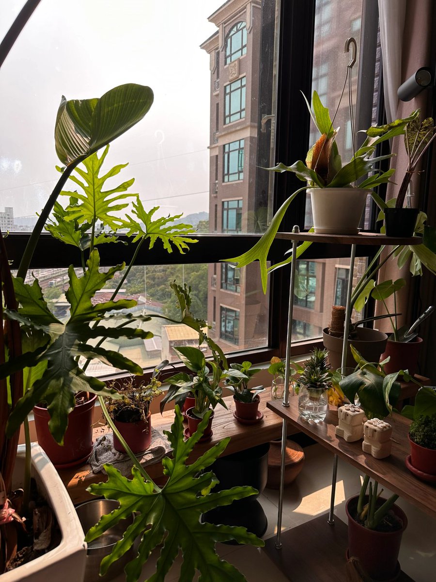 窓辺に置かれた緑が、心にやさしい風を吹き込んでくれる🌱💨