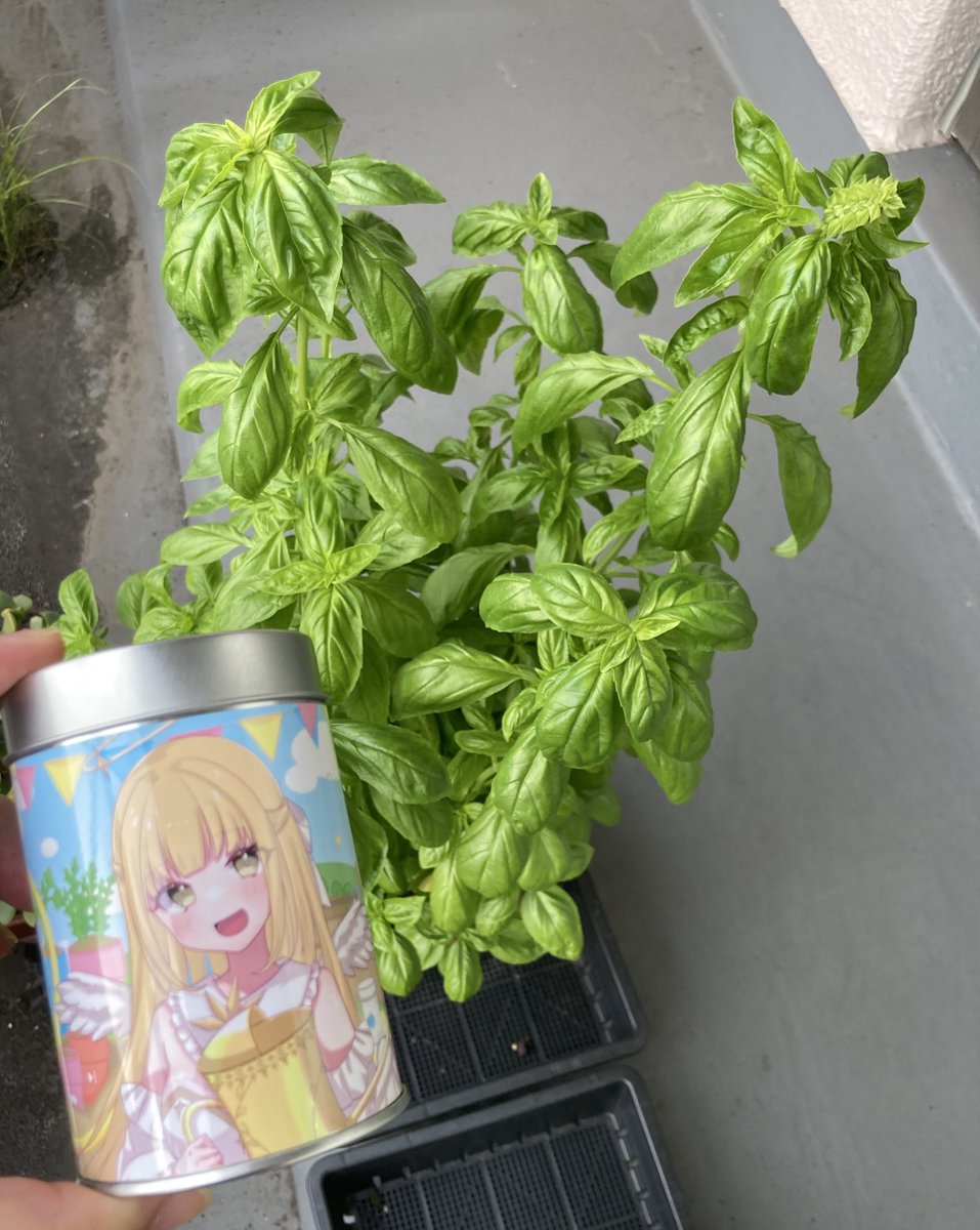 妖精の森♡COCO ノッカー on X