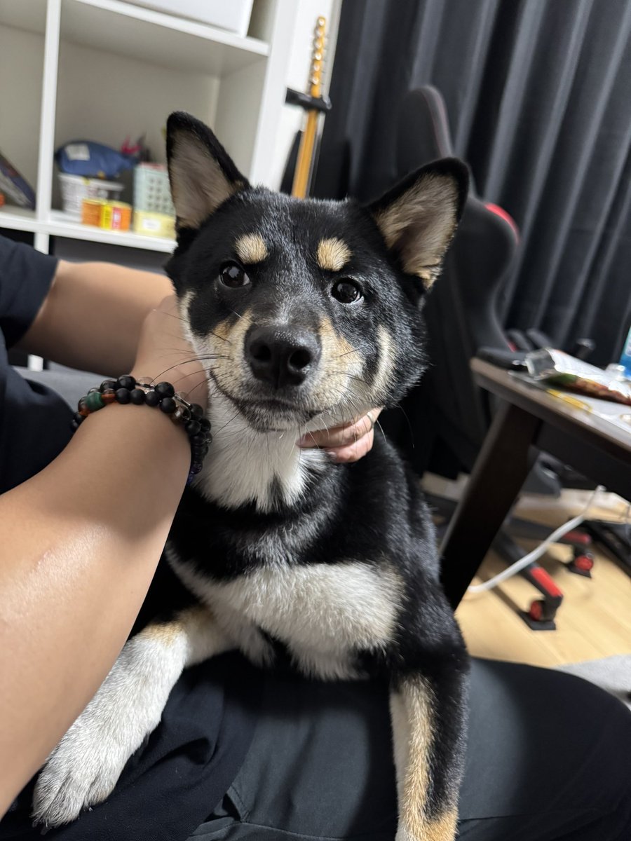 otake621's tweet photo. 今日で玉無君になります🐶 https://t.co/IS7TBiJCAM