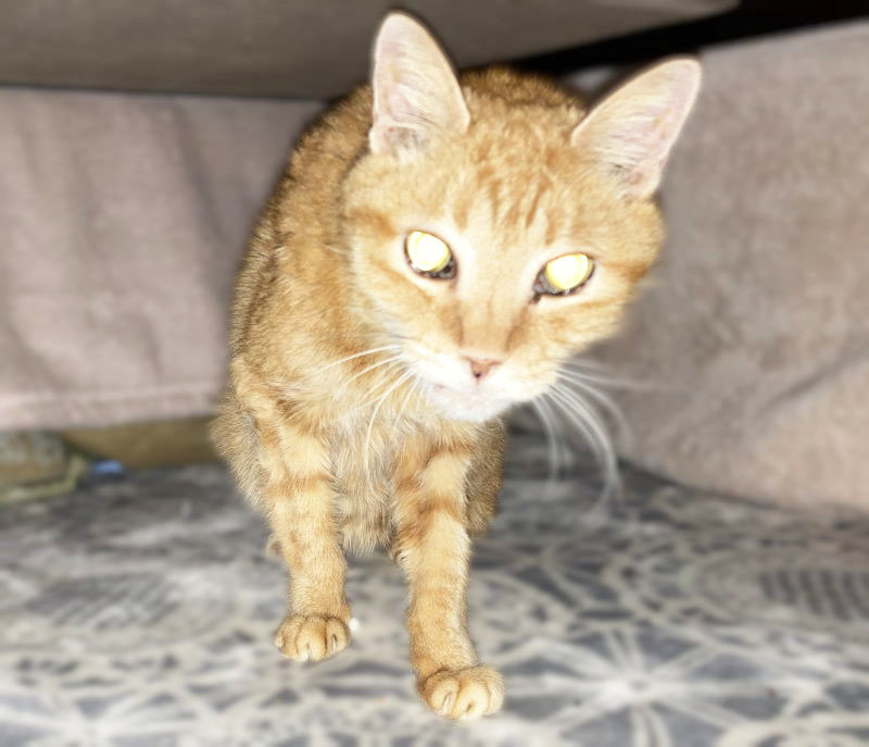 ハッピーにゃんにゃん on X