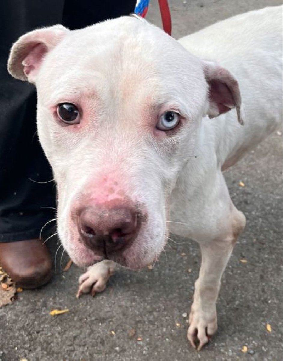 Appletini 238130
Listed TBK 11/6
#NYCACC #AdoptMe 
He is a cute 6 yr old
Politely shakes his paw, social &amp; energetic 
Deteriorating in care
Muzzle bleeding in kennel 
Needs exp home as solo pet 
ok for kids 13+
Save Appletini!
nycacc.app/browse/238130
#Pledge4Rescue #foster #adopt