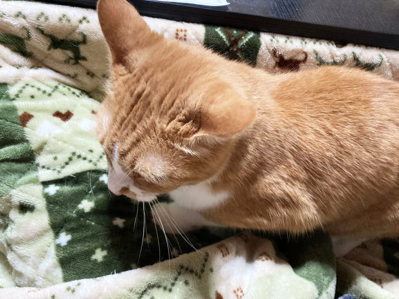 ハッピーにゃんにゃん on X