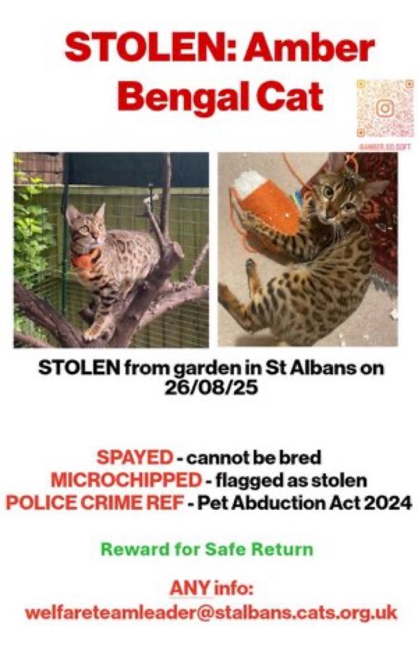 Please RT &amp; help #BringAmberHome 
Amber is a female #Bengal #cat who was stolen from the #StAlbans area on 26th August 2025 
Have you seen her? Please help  make her #TooHottoHandle &amp; get her home where she belongs. 
Thank you 🙏 
#Herts #rehomehour #AL1 
doglost.co.uk/dog/199921