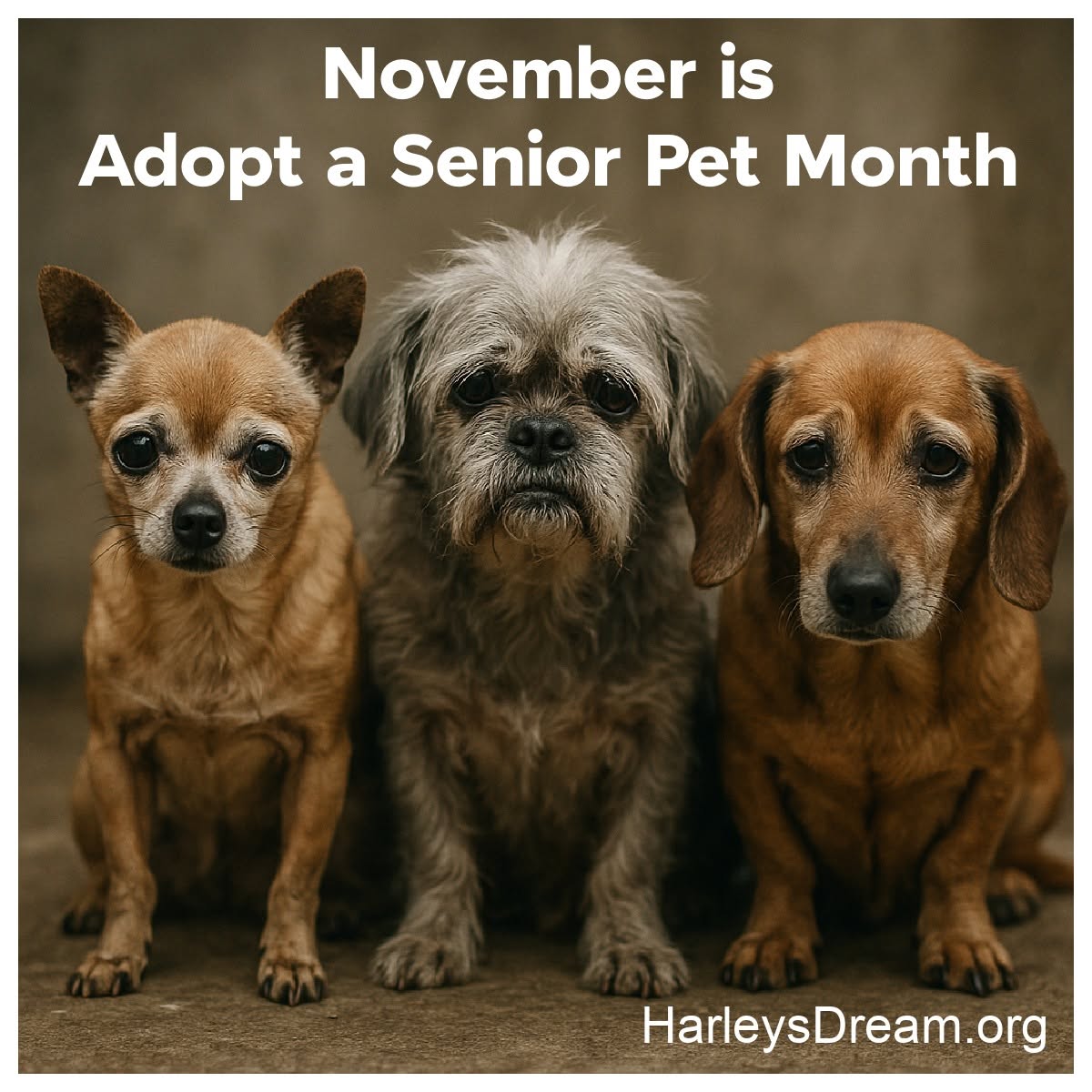 If you are looking for an older healthy senior. Please check out our website: 
samsonsjustice.org