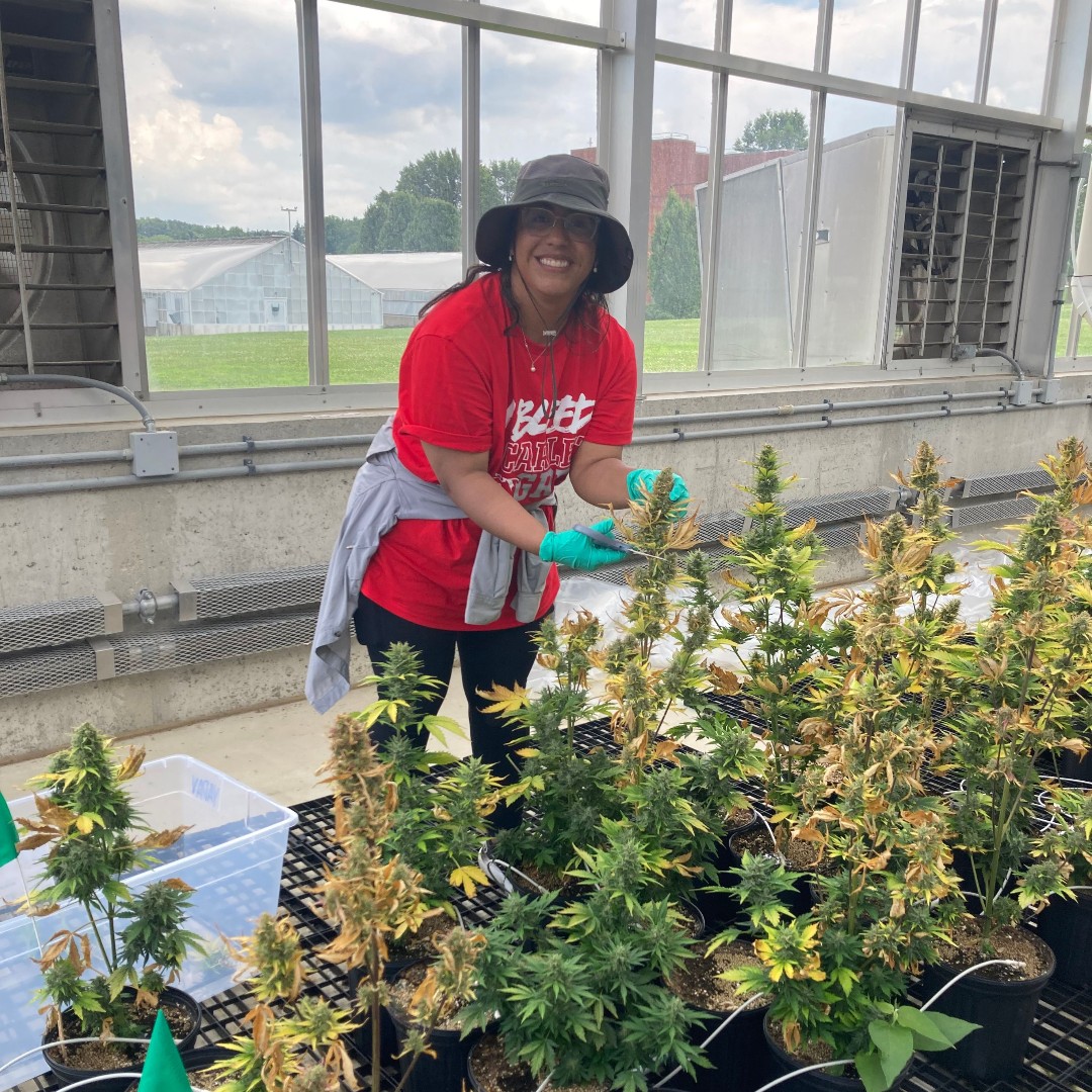 IR4_Project's tweet image. Our Quality Assurance team has all the fun—visiting IR-4 field researchers across the country to support their progress and work through challenges. Earlier this fall, Jane Forder visited Allison Robinson while she harvested greenhouse hemp for an IR-4 trial at OSU. #ir4project
