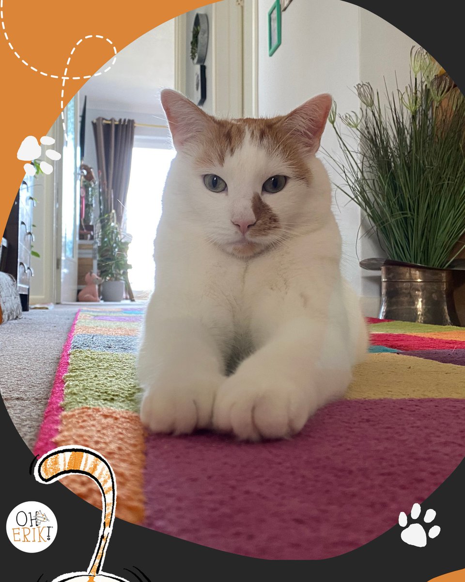 Some say orange cats have no thoughts behind their eyes.
Incorrect. I have many thoughts. None of them useful.
#DeepThoughtsByErik #OrangeCatEnergy