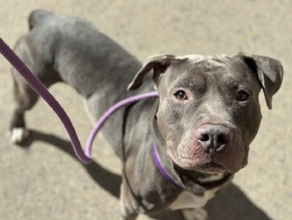 Whizzer 237401
Listed TBK 11/6
#NYCACC #AdoptMe 
He is a cute 5 yr old
Social with familiar staff 
Vocal and tense at times
Needs exp home as solo pet 
Help save Whizzer!
nycacc.app/browse/237401
#Pledge4Rescue #foster #adopt