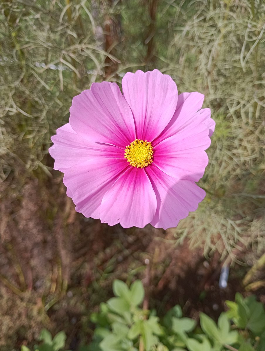 Ｘ(旧Twitter)界の皆様、おはようございます🌅
２０２５年１１月５日(水曜日⛲)です。
今日がお誕生日の皆様、おめでとうございます🎉
今日もいい一日にしていきましょう🍂
#花のある暮らし
#花のある風景