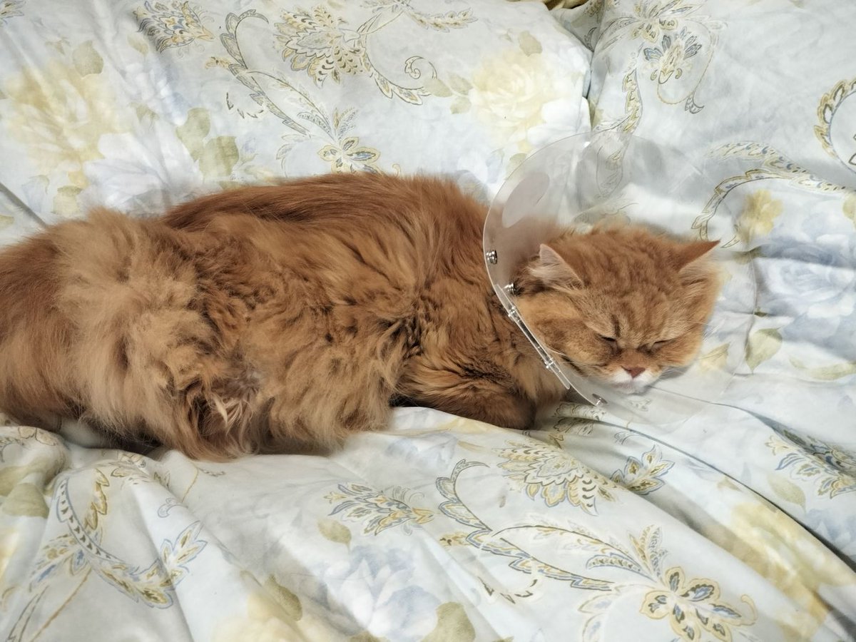 確認ページ♡にゃんことわんこ トミ子🍌🦒 on X