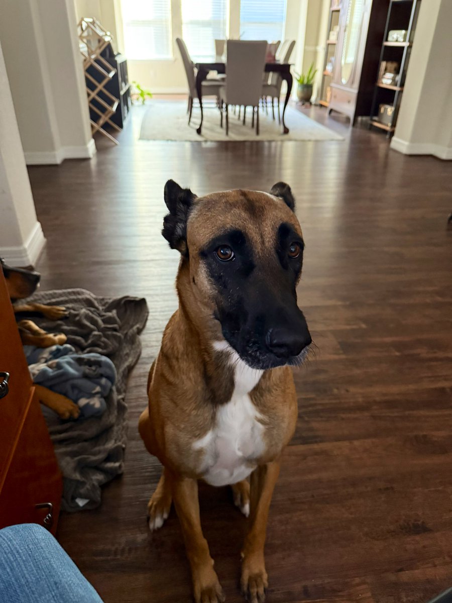 Dogs do not recognize time changes! 🤣🤣 My dogs are trying to herd me into the kitchen to feed them an hour early.  Poor babies! Lola is on the left, on top of her day bed. 🤣🤣 Spoiled!