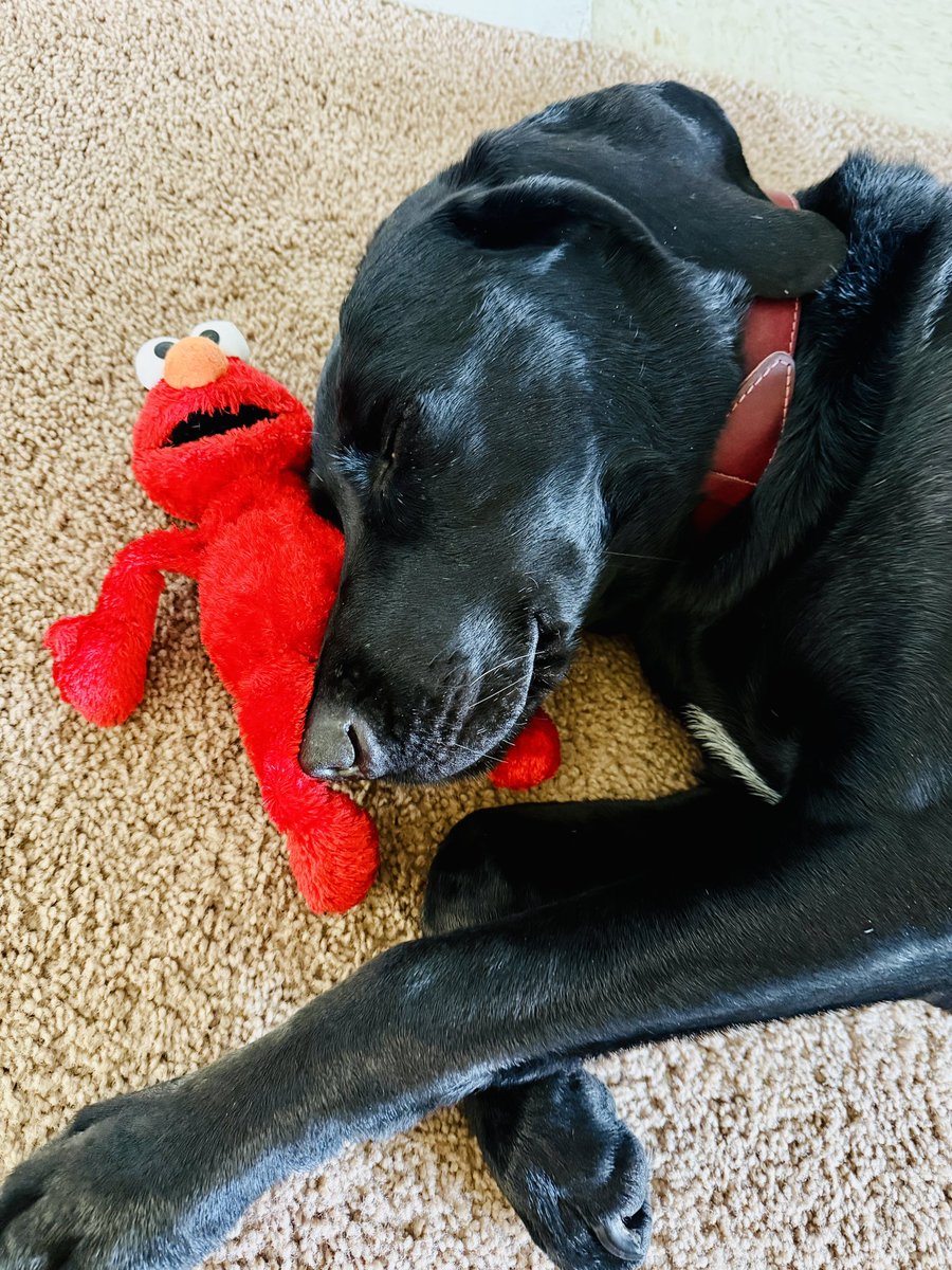 何か思い出したかのように自分のオモチャ箱からエルモを出してきて一緒に寝てる、可愛い。