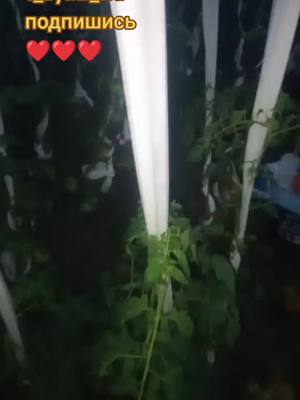 bazarsng's tweet image. Ирина добрый вечер. собрал для Вас помидорки!!! #ирина #добрыйвечер #сад #огород #дача #помидоры #дядявитя
tiktok.com/@deda_vitya_bo…